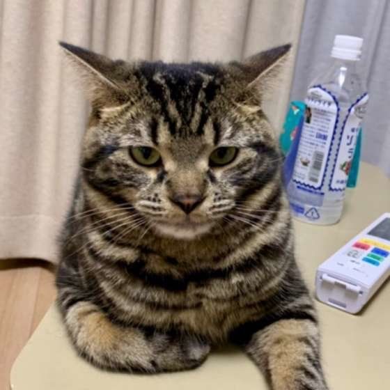 イカ耳のアメリカンショートヘア茶々丸