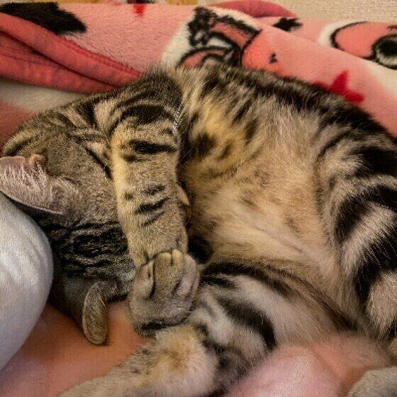 目を覆うミヤくん（アメショ）