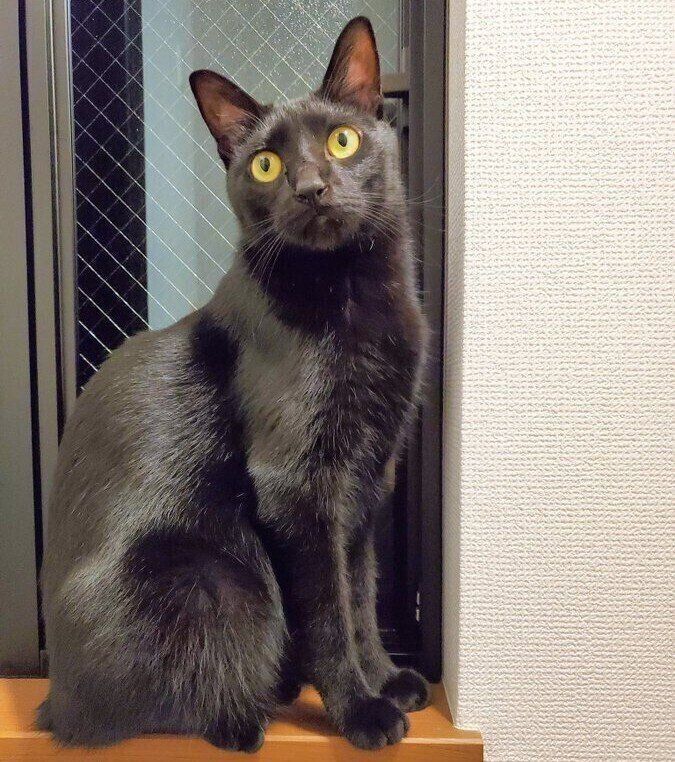 成長後の様子　とってもかっこいい1枚