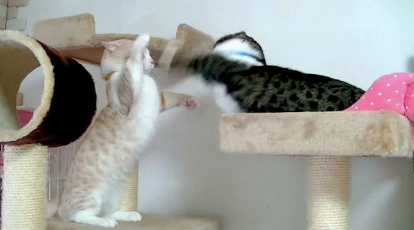 ケンカするマンチカン