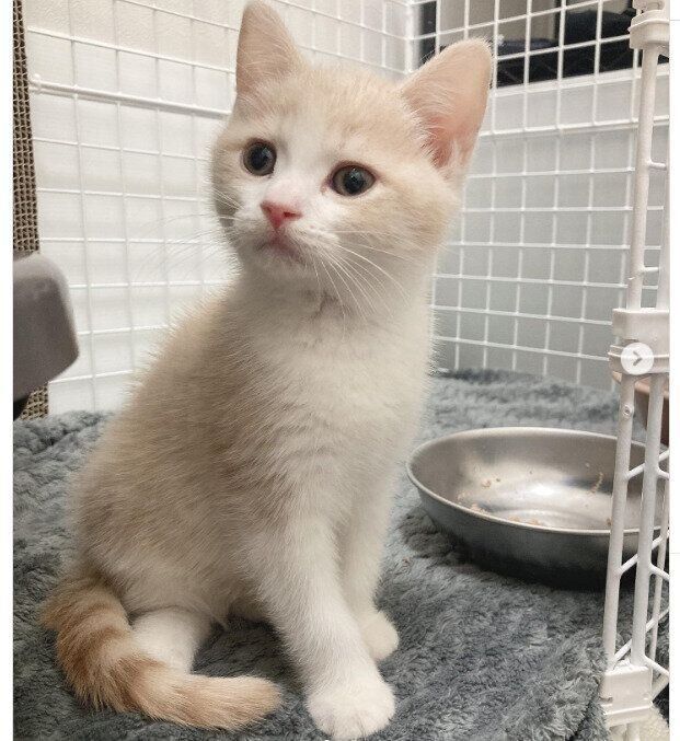 おうちヘやって来てばかりの頃のなるとくん