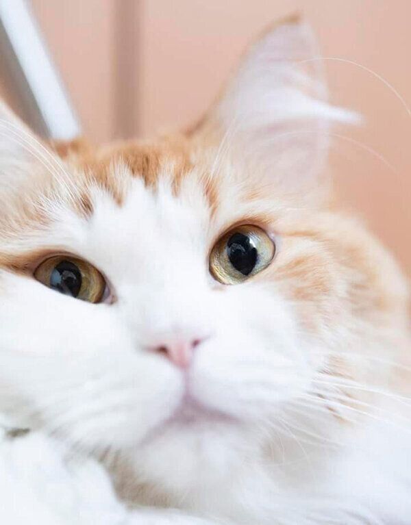 見つめるりりちゃん