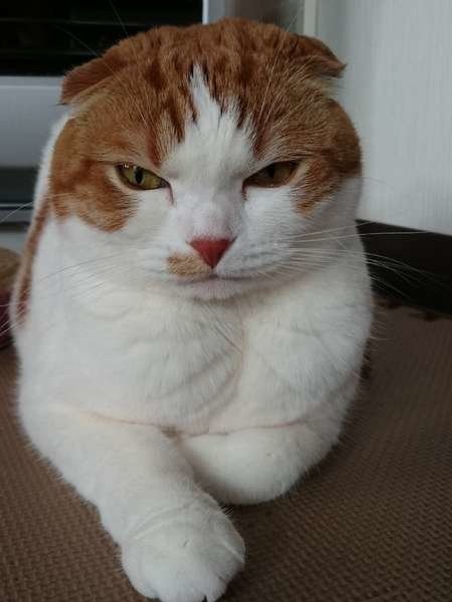 意外と勘違いしているかも 猫が 嫌な気持ち を感じるとき ねこのきもちweb Magazine 意外と勘違いしているかも 猫が 嫌な気持ち を感じるとき ねこのきもちweb Magazine