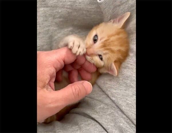 じゃれるまめさん