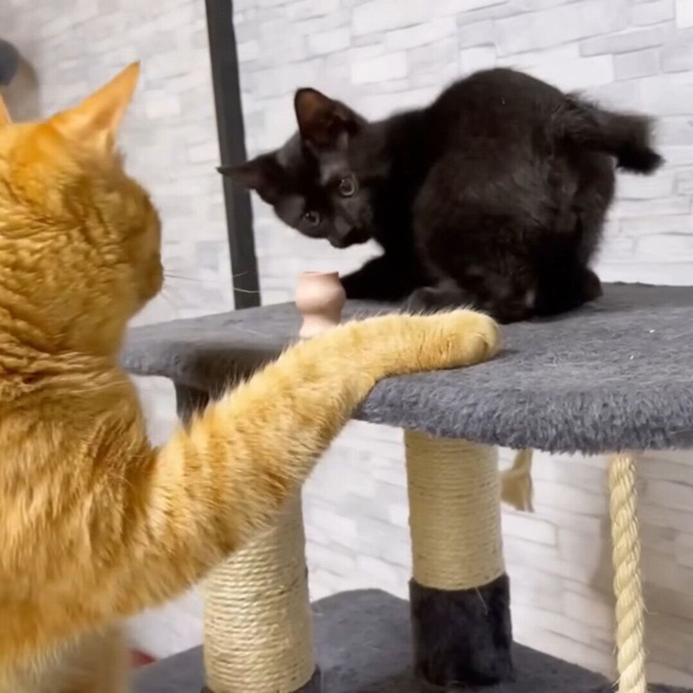 新入り猫を世話したくて仕方ない猫と 全然関係なく爆睡する犬にほっこり ねこのきもちweb Magazine 新入り猫を世話したくて仕方ない猫と 全然関係なく爆睡する犬にほっこり ねこのきもちweb Magazine