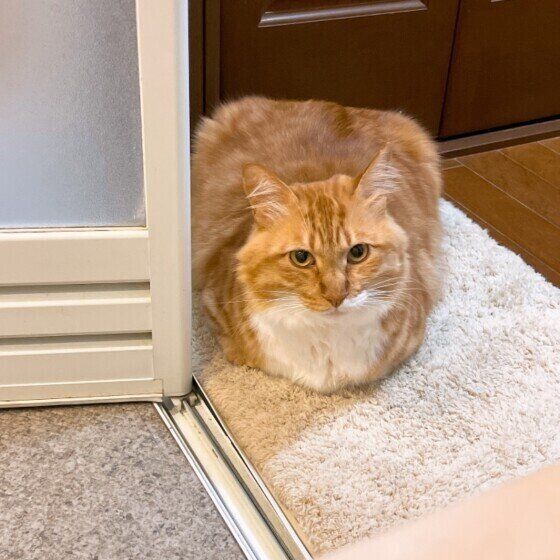 茶×白MIXのまるくん