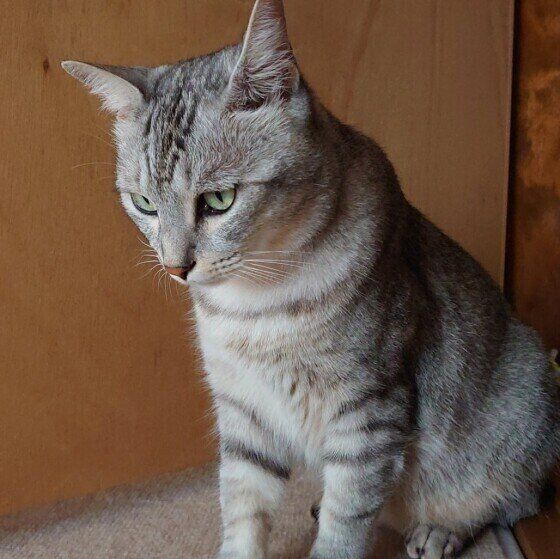 Mix（サバトラ）のにゃーちゃんくん♪