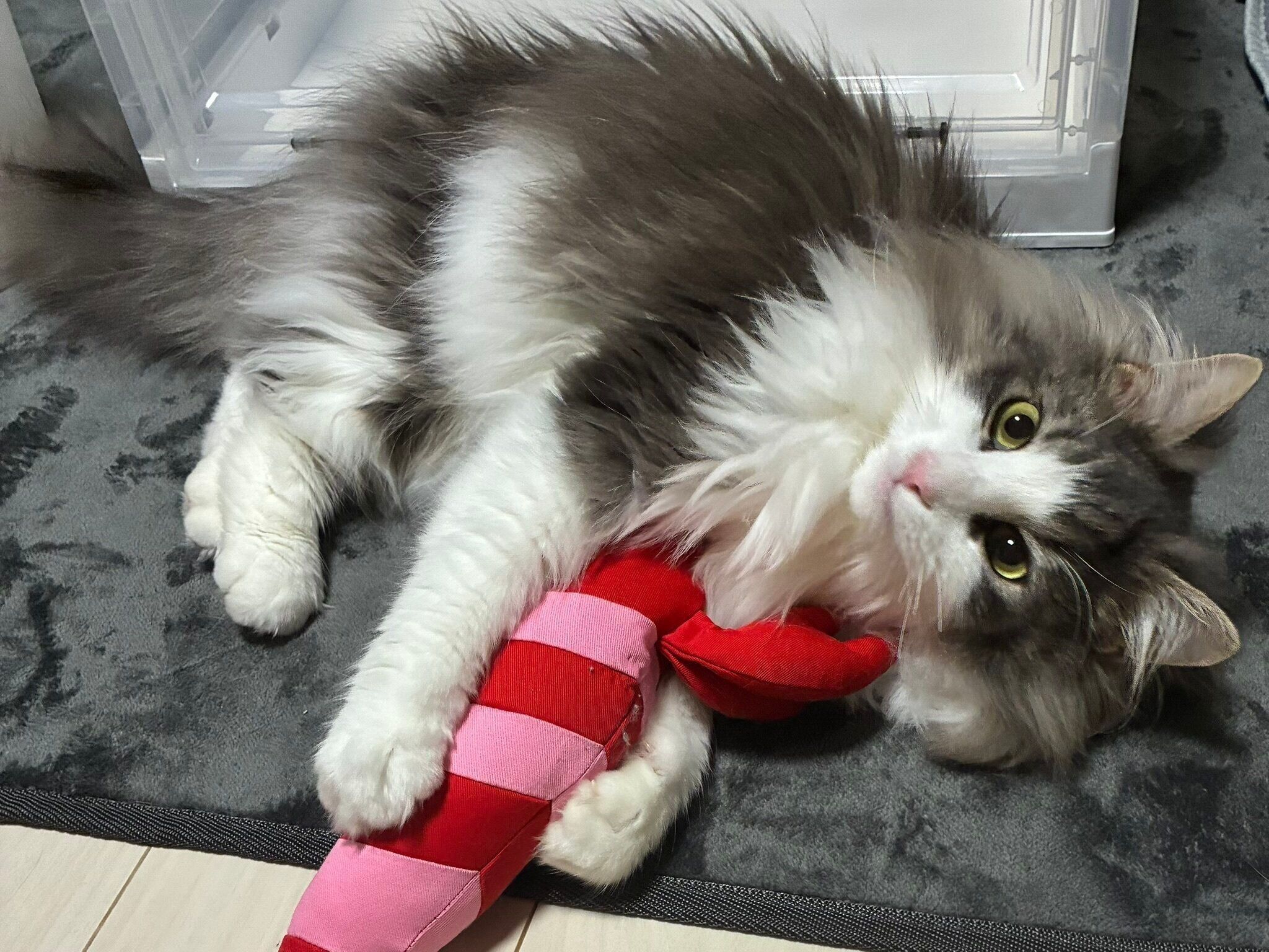 おもちゃを抱えているノルウェージャンフォレストキャット