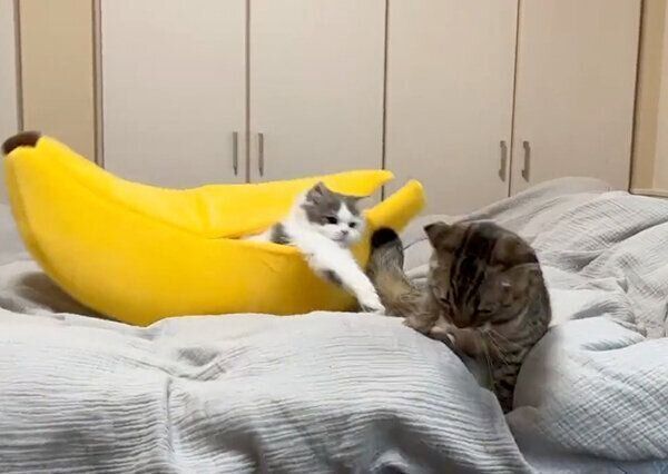 まつたけちゃんに襲いかかるおすしくん