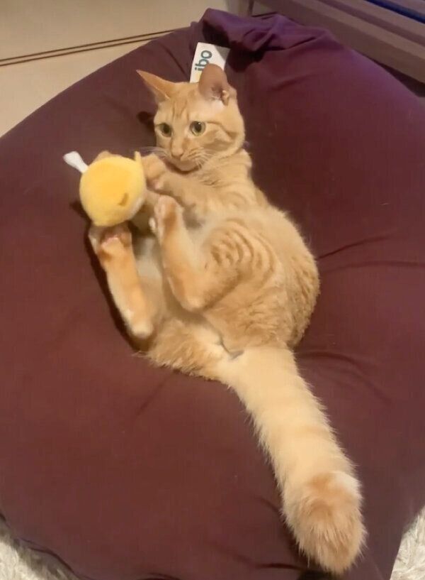 おもちゃで遊ぶわさびちゃん