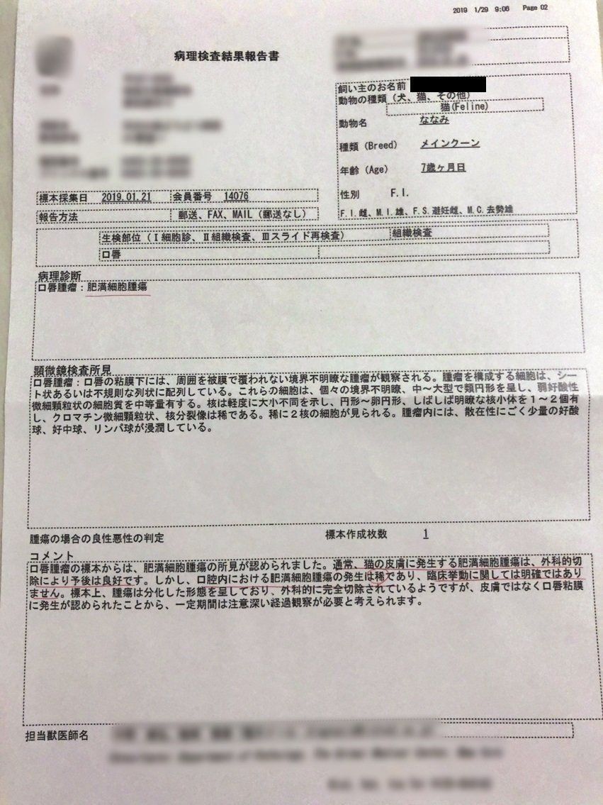 画像／ねこのきもち2019年11月号『猫の病気そこが知りたい』