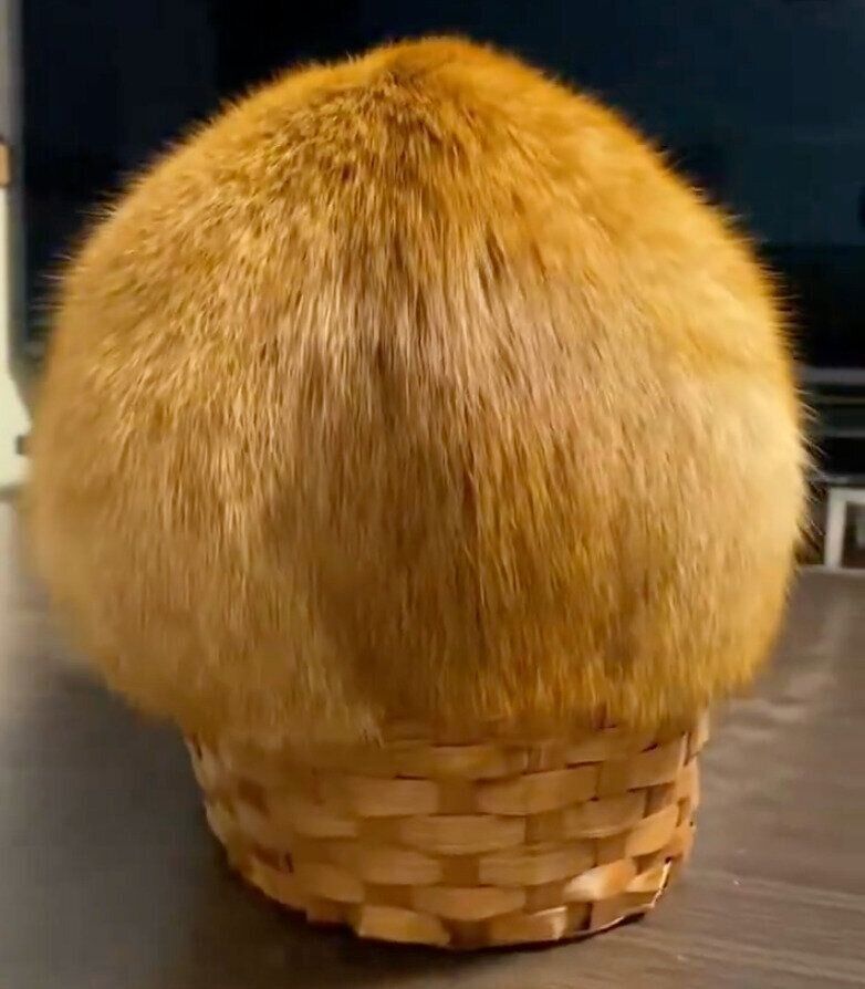 小さなカゴに入るつぶちゃん