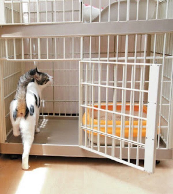 猫のケージのメリットと慣れさせ方