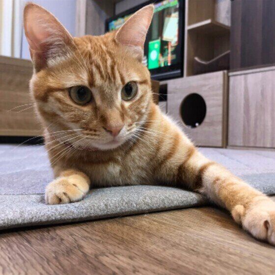 片手を伸ばして座る茶トラ猫