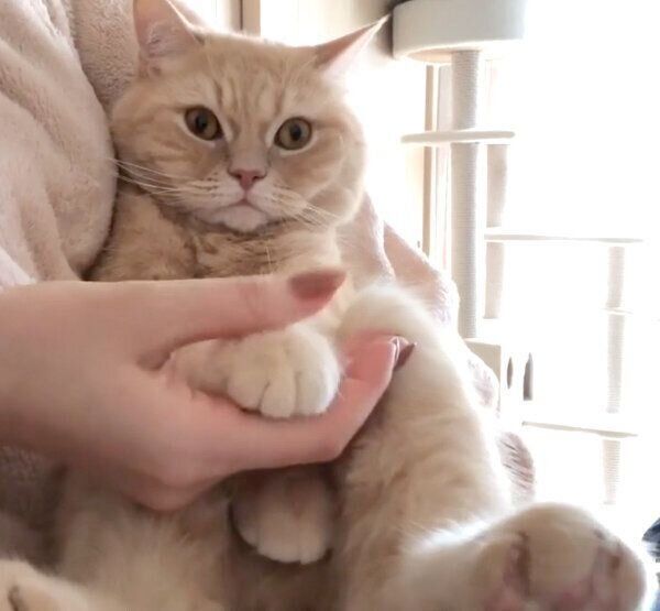 飼い主さんに抱っこされるモフくん