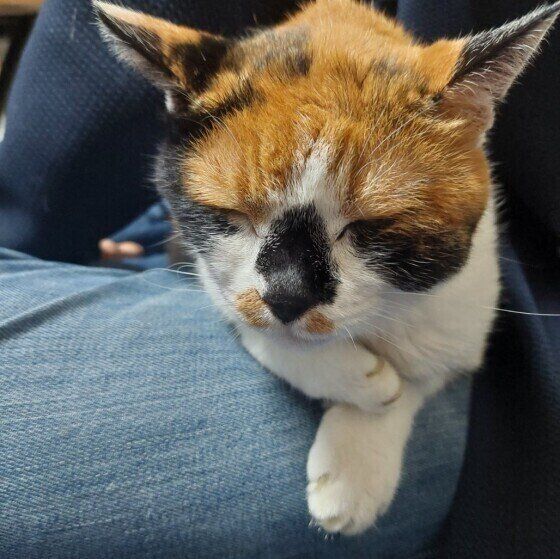 ひざで寝るミケ猫