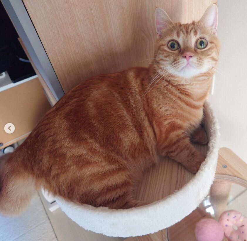 1才7カ月のマンチカン