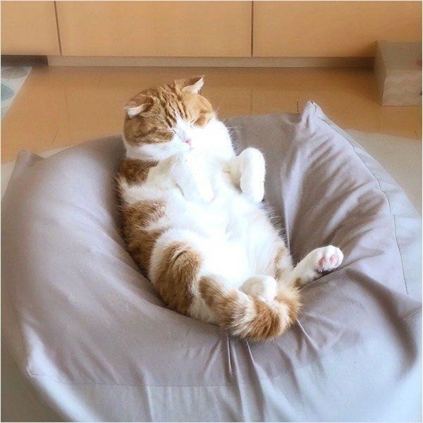 人をダメにするソファでダメになるスコティッシュフォールド