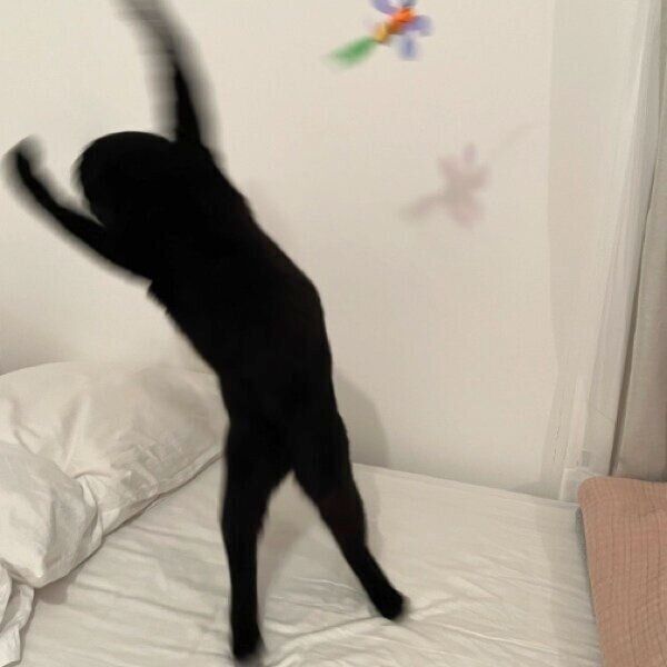 「黒い物体」に見えるクロタくん