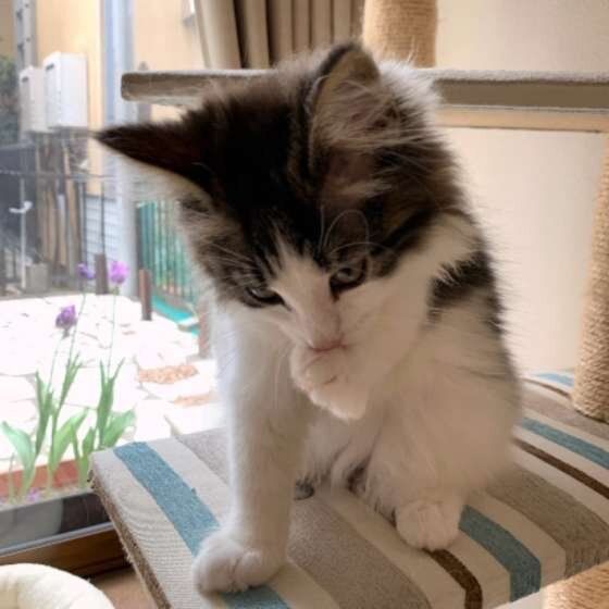 ノルウェージアンフォレストキャット