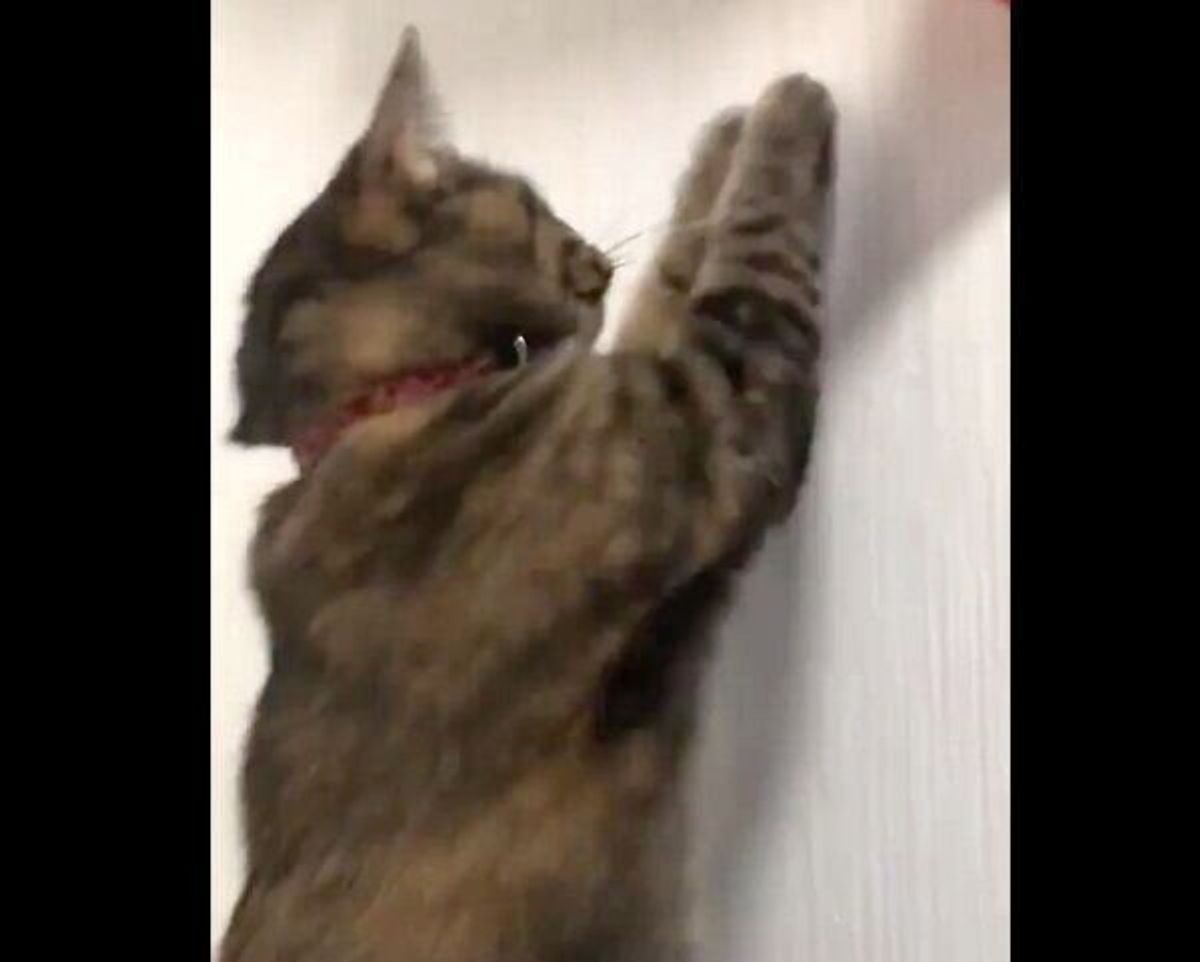 本当に猫 なのか ふんわりとした独特すぎる狩りに爆笑の声が続出 ねこのきもちweb Magazine 本当に猫 なのか ふんわりとした独特すぎる狩りに爆笑の声が続出 ねこのきもちweb Magazine