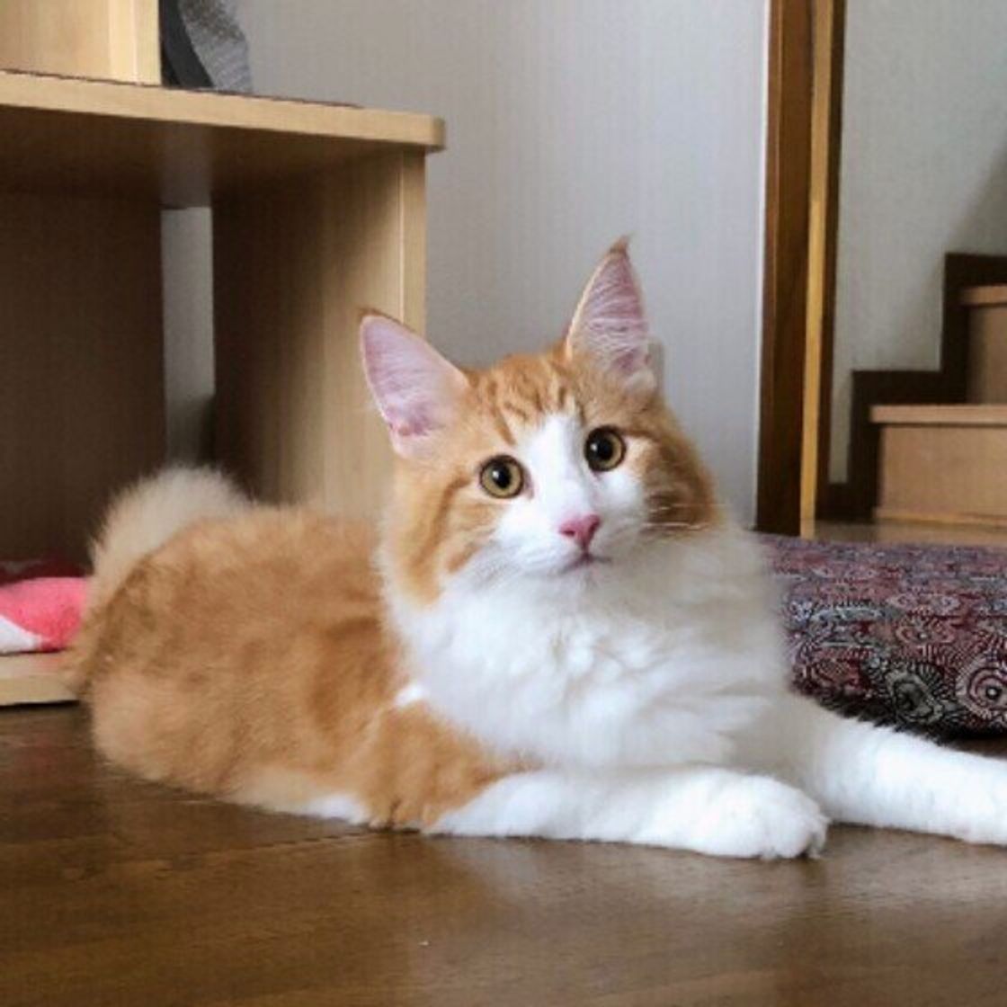 猫の見分け方を解説 3種の もふもふ長毛猫 の特徴や違い ねこのきもちweb Magazine 猫の見分け方を解説 3種の もふもふ長毛猫 の特徴や違い ねこのきもちweb Magazine