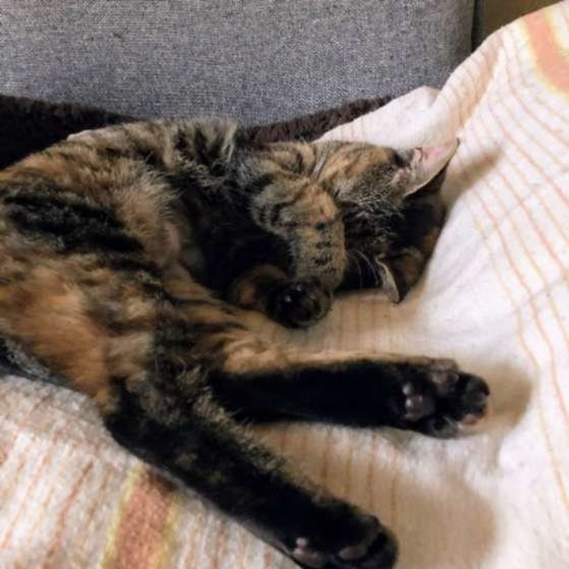 猫が まぶしい寝 をする理由は 目を隠して寝るかわいい猫大集合 ねこのきもちweb Magazine 猫が まぶしい寝 をする理由は 目を隠して寝るかわいい猫大集合 ねこのきもちweb Magazine