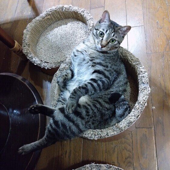 キジトラのそらちゃんくん