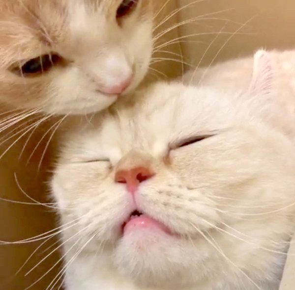 スコティッシュフォールドに頭を舐めてもらうアメリカンカール