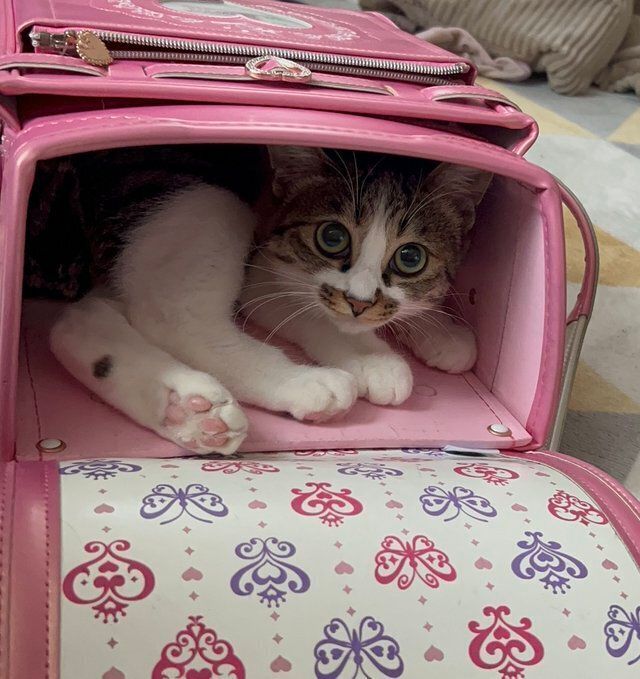 そらページ　つる薔薇　猫　（小鳥追加） Amazon.co.jp: Mwqpgyh 23x18x12cm 猫用鳥おもちゃ5V 鳥の