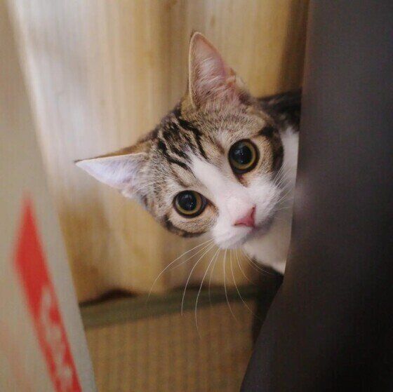 スコティッシュフォールドのミヤちゃん♪