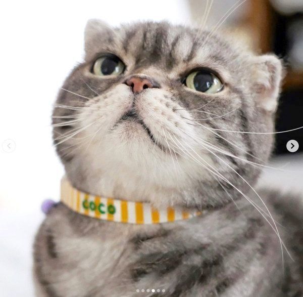 味のある表情を見せるスコティッシュフォールド