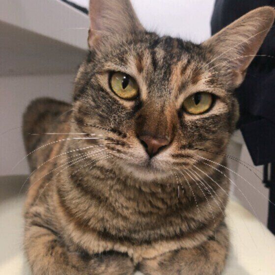 香箱座りをするアンナちゃん