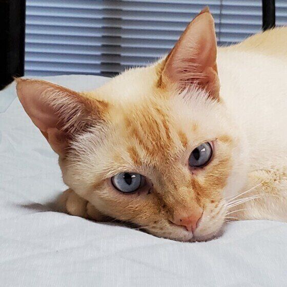 猫が本能的に好きな音と嫌いな音があった 経験での好き嫌いも ねこのきもちweb Magazine