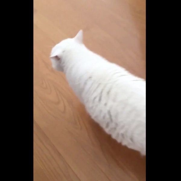 猫のしーちゃん