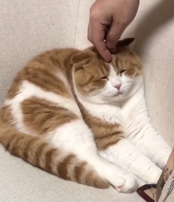 マッサージをされる猫