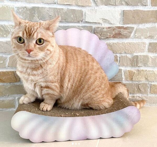 見つめるむーくん