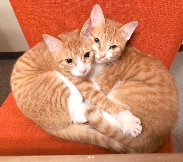 抱き合うむぎちゃん、みそちゃん