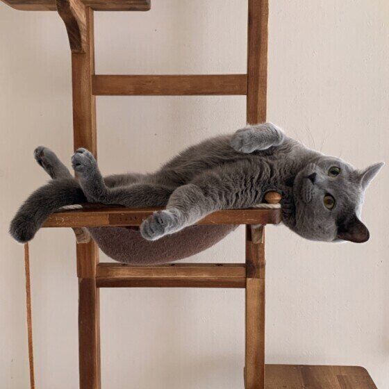 キャットタワーで遊ぶ猫