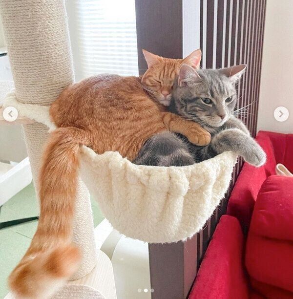 仲良しなサクくんとヨルくん