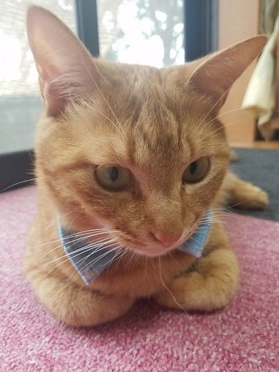 ねこのきもち投稿写真ギャラリー