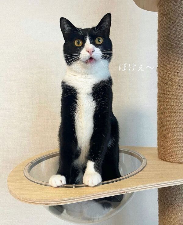 おもしろ可愛い表情をするぽんずちゃん