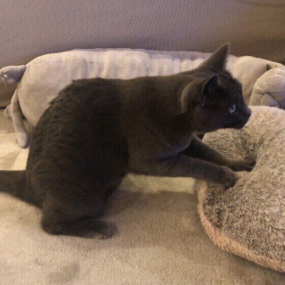 ふみふみする猫