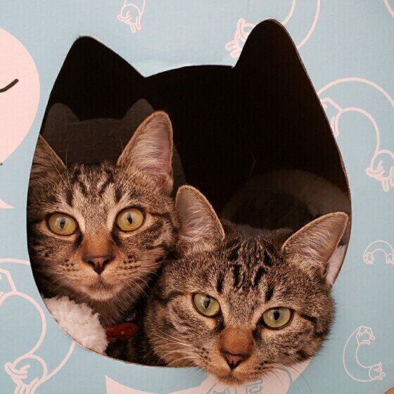 ねこ型の箱から顔を出す2匹のキジトラ