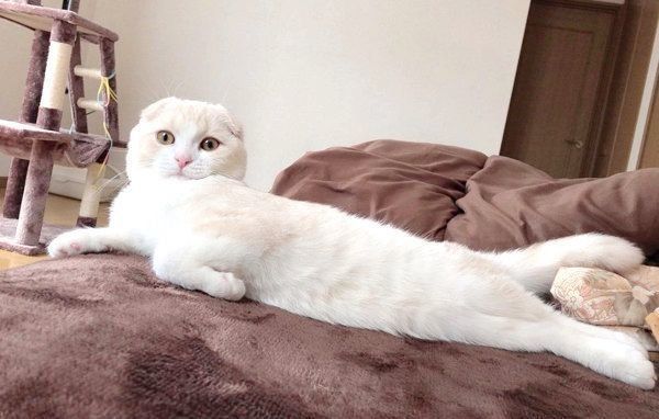 寝そべるスコティッシュフォールド