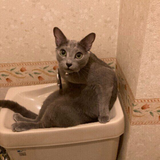 ロシアンブルーの銀次くん♪