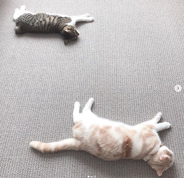 シンクロする猫