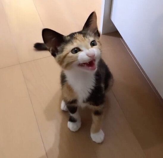 「ごはんの催促」をするフーちゃん