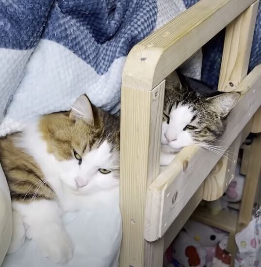 人のベッドで寝る猫