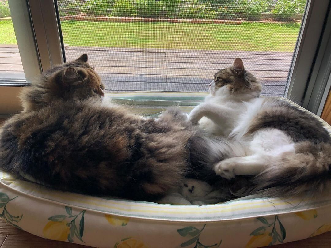 ベルちゃんとアロちゃん